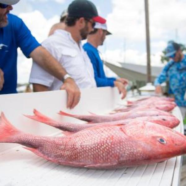 Red snapper caught from a charter boat in Orange Beach lined up at a marina