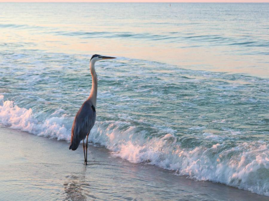 Blue heron standing on the shore at sunrise, birding in Gulf Shores