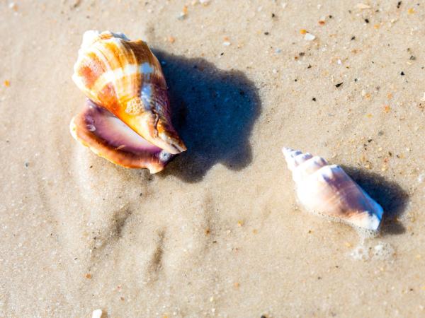 Shelling on Alabama’s Beaches